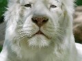 ㅍㅍ 일본 패망 기록 사진 ㅍㅍ